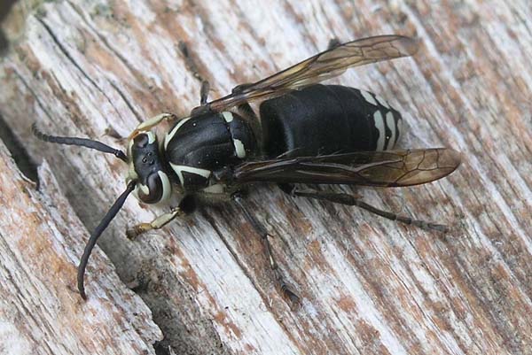 Baldfaced hornet | Dolichovespula maculata photo