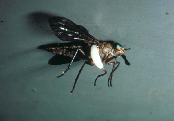 Sphecid wasp | Bembix palmata photo