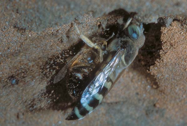 Sphecid wasp | Bembix pruinosa photo
