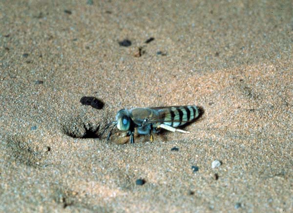 Sphecid wasp | Bembix pruinosa photo