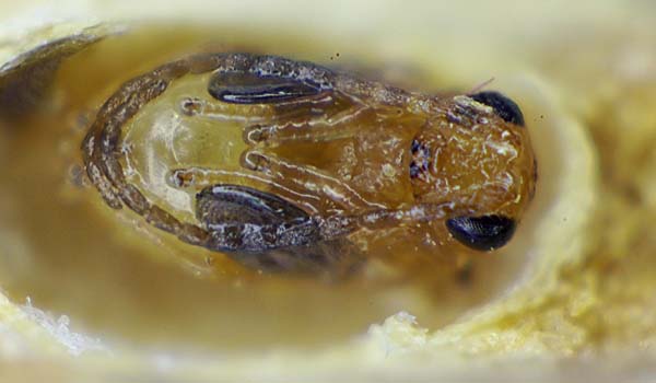 Oak apple gall wasp | Biorhiza pallida photo