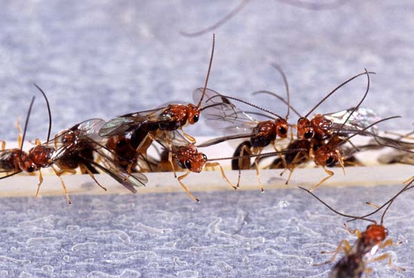 Braconid wasp | Biosteres arisanus photo