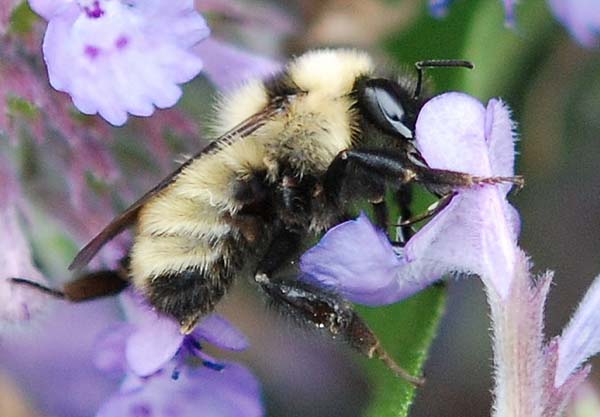 Golden northern bumble bee | Bombus fervidus photo