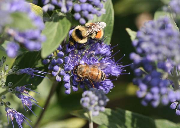 Bumble bee | Bombus huntii photo