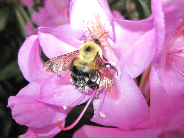 Bumble bee | Bombus impatiens photo