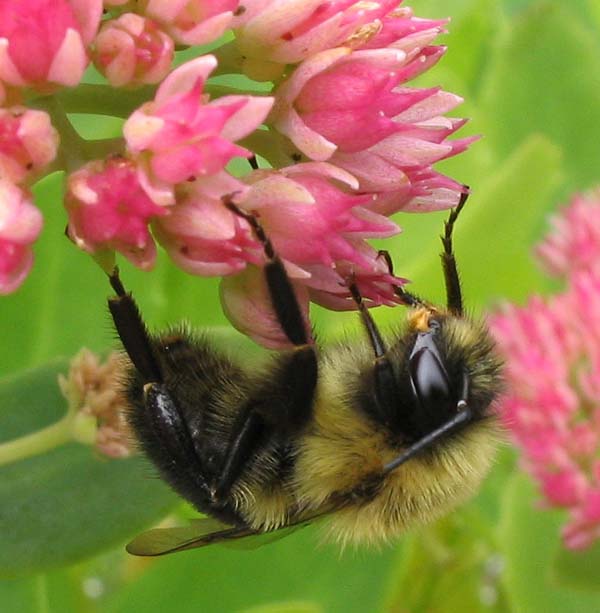 Bumble bee | Bombus impatiens photo