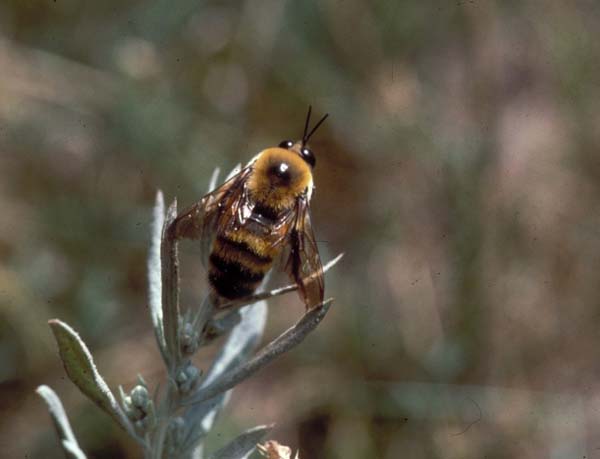 Bumble bee | Bombus nevadensis photo