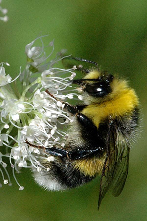 Large garden bumble bee | Bombus ruderatus photo