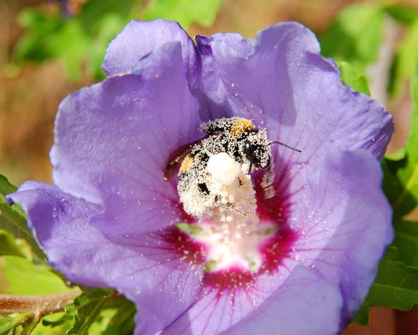 Large garden bumble bee | Bombus ruderatus photo