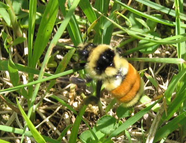 Orange-tailed bumble bee | Bombus ternarius photo