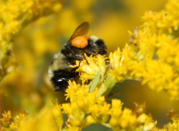 Orange-tailed bumble bee | Bombus ternarius photo