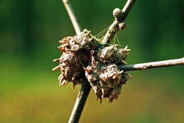 Horned oak gall | Callirhytis cornigera photo