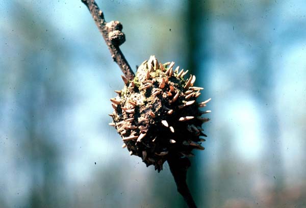 Horned oak gall | Callirhytis cornigera photo
