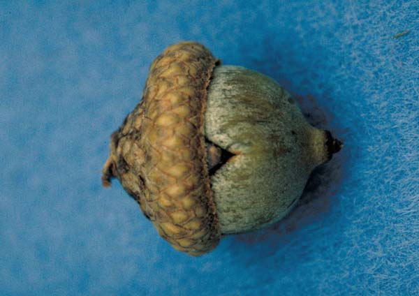 Pip gall wasp | Callirhytis operator photo