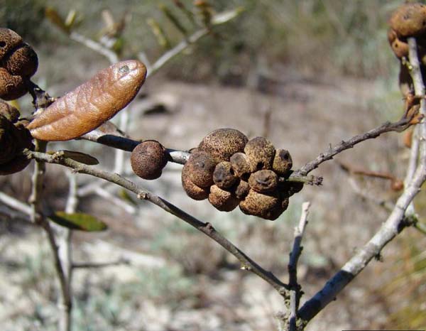 Gouty oak gall | Callirhytis quercuspunctata photo