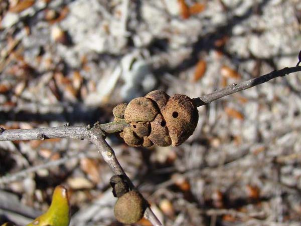 Gouty oak gall | Callirhytis quercuspunctata photo