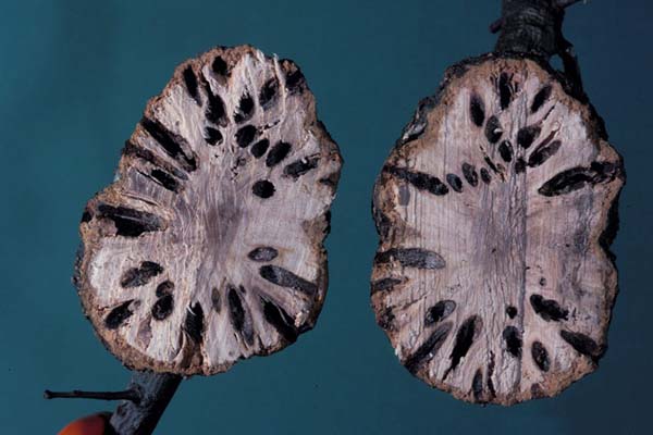 Gouty oak gall | Callirhytis quercuspunctata photo