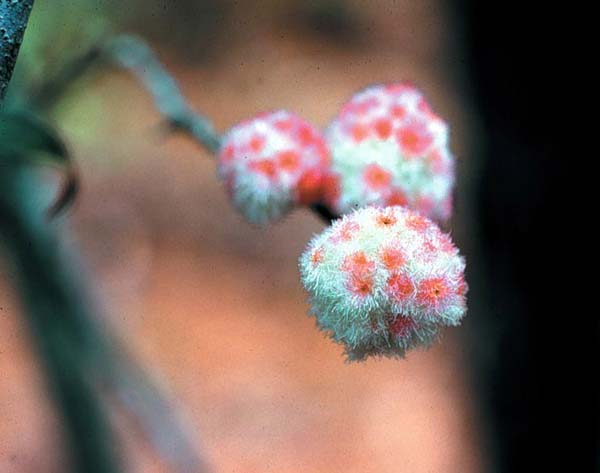 Wool sower gall maker | Callirhytis seminator photo