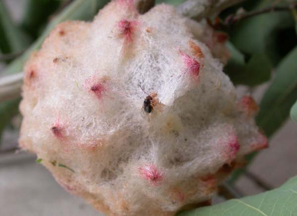 Wool sower gall maker | Callirhytis seminator photo