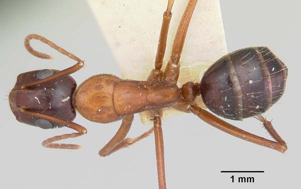 Reddish carpenter ant | Camponotus castaneus photo