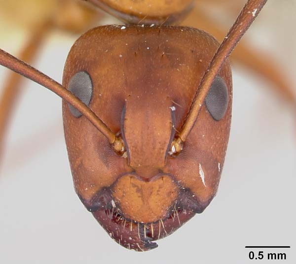 Reddish carpenter ant | Camponotus castaneus photo