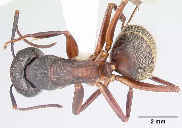 Red carpenter ant | Camponotus chromaiodes photo