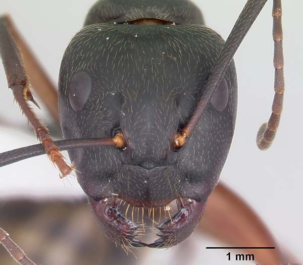 Red carpenter ant | Camponotus chromaiodes photo