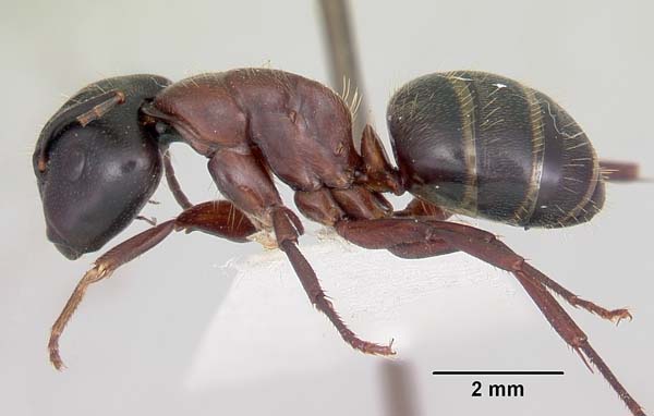 Carpenter ant | Camponotus noveboracensis photo