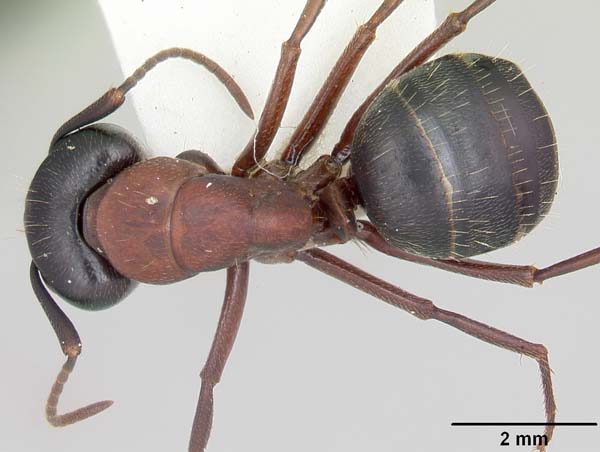 Carpenter ant | Camponotus noveboracensis photo