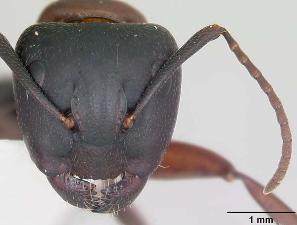 Carpenter ant | Camponotus noveboracensis photo