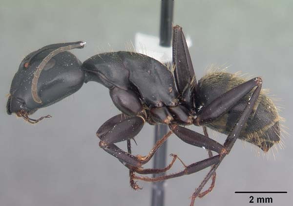 Black carpenter ant | Camponotus pennsylvanicus photo