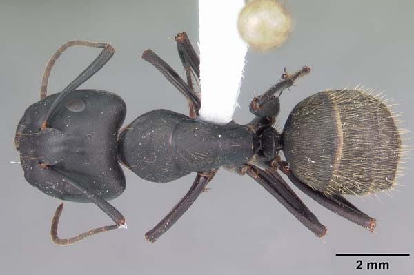 Black carpenter ant | Camponotus pennsylvanicus photo