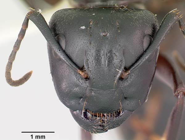 Black carpenter ant | Camponotus pennsylvanicus photo
