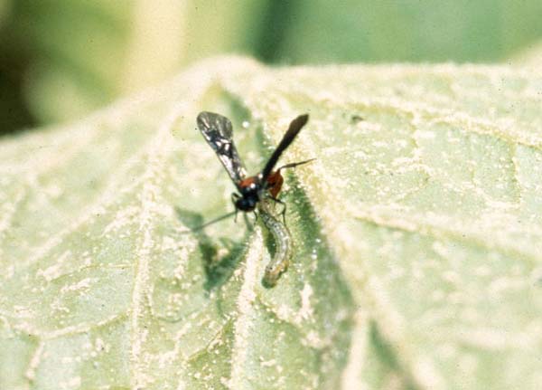 Red-tailed wasp | Cardiochiles nigriceps photo