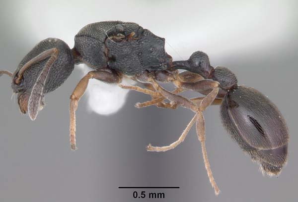 Ant | Cardiocondyla venustula photo