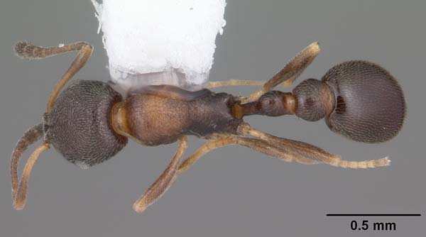 Ant | Cardiocondyla venustula photo