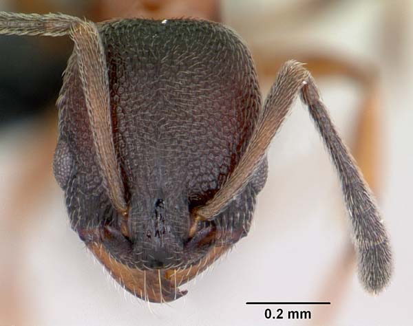 Ant | Cardiocondyla venustula photo