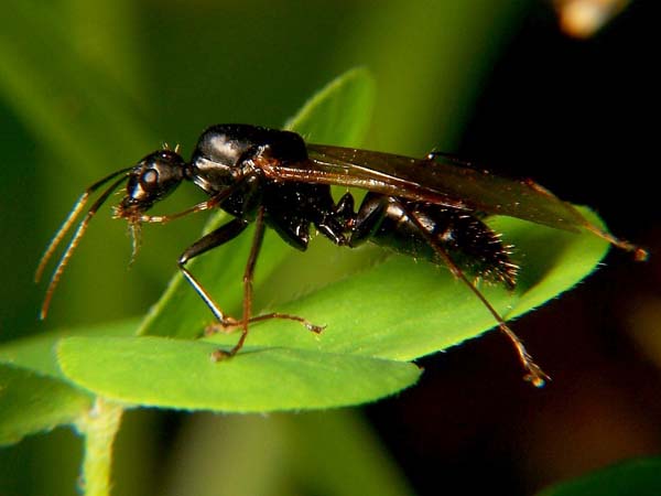 Black carpenter ant | Camponotus pennsylvanicus photo