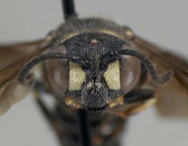 Sphecid wasp | Cerceris fumipennis photo