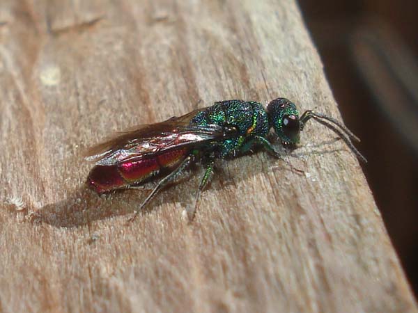 Cuckoo wasp | Chrysis ignita photo