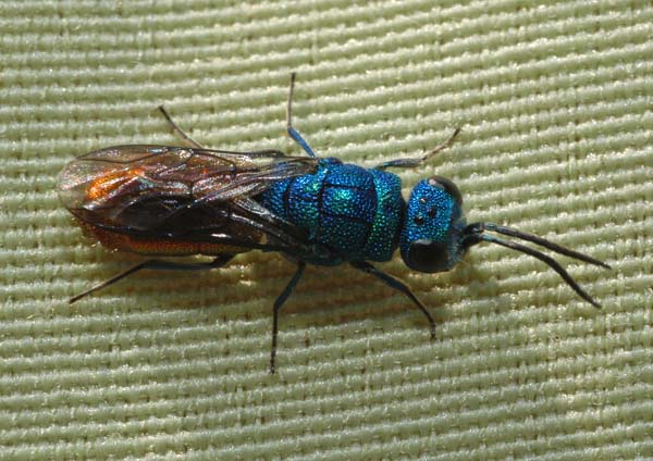 Cuckoo wasp | Chrysis ignita photo