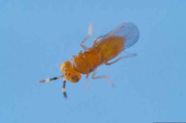 Scale parasitoid | Coccobius fulvus photo