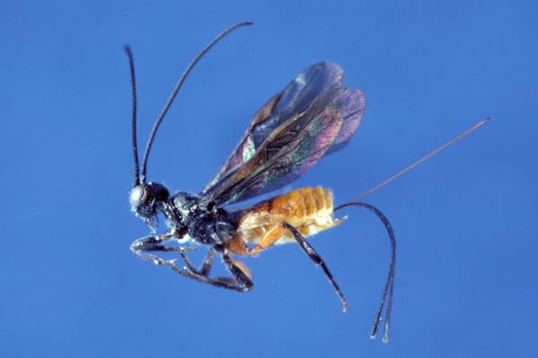 Braconid wasp | Coeloides pissodis photo