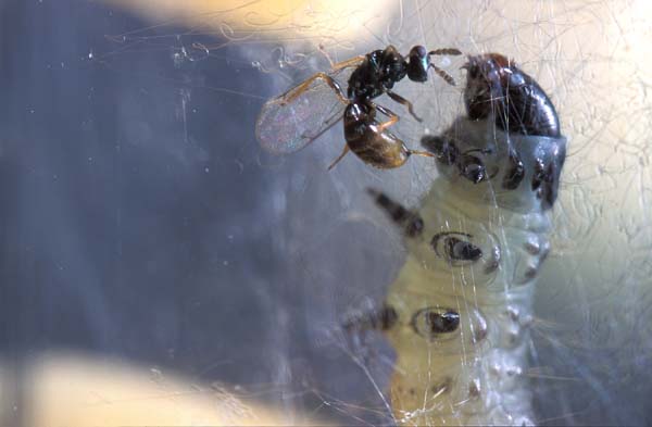 Eulophid wasp | Colpoclypeus florus photo