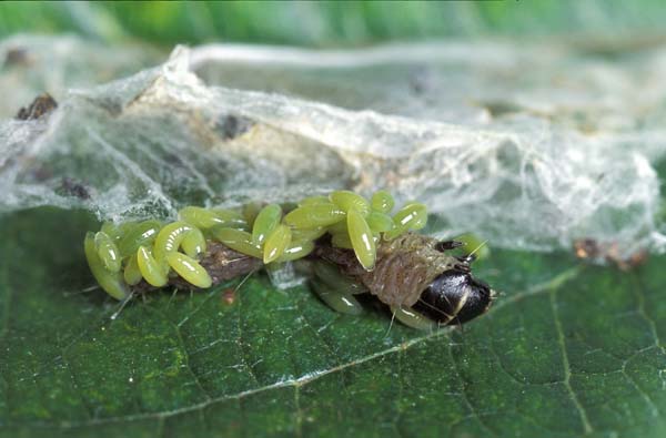 Eulophid wasp | Colpoclypeus florus photo