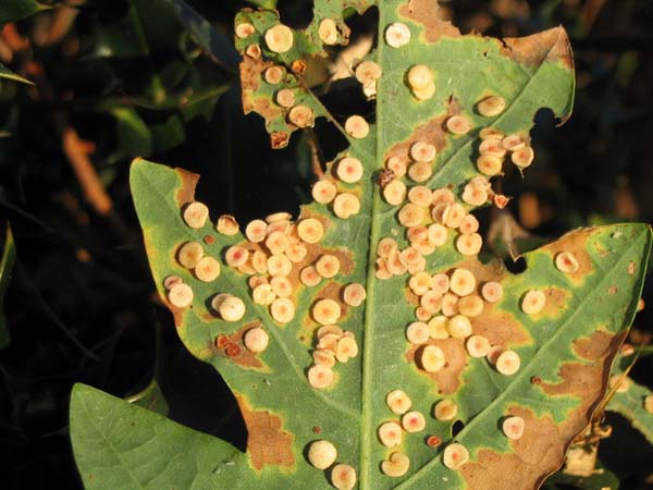 Cynipid gall wasp | Neuroterus quercusbaccarum photo