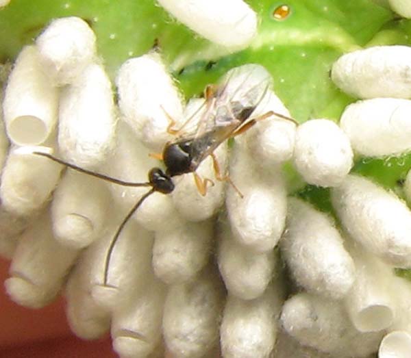 Braconid wasp | Cotesia congregata photo