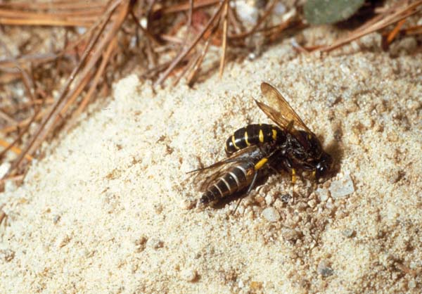 Sphecid wasp | Crabro monticola photo