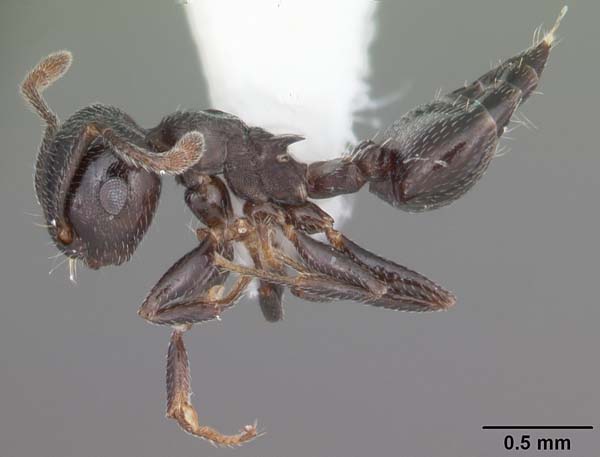 Arboreal ant | Crematogaster ashmeadi photo