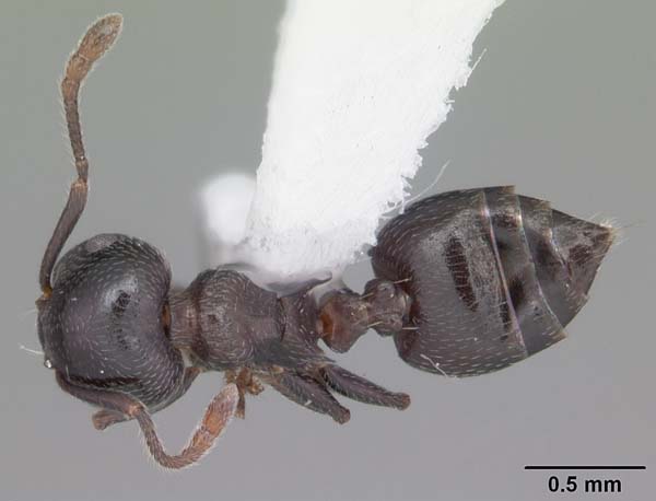 Arboreal ant | Crematogaster ashmeadi photo